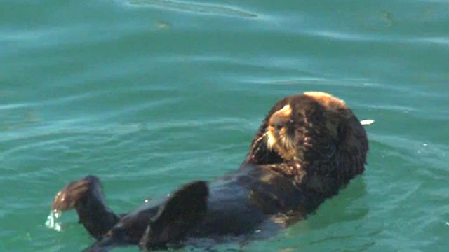 Sea_Otter_copy.jpg 