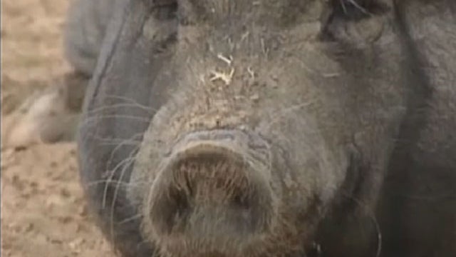 PIG---CBS-Minnesota.jpg 