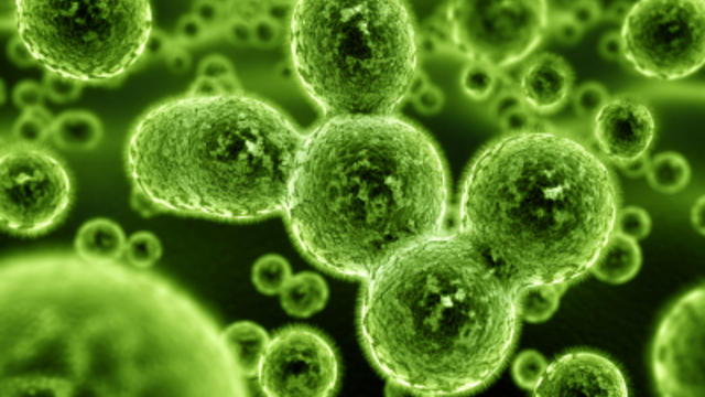 germs-bacteria.jpg 