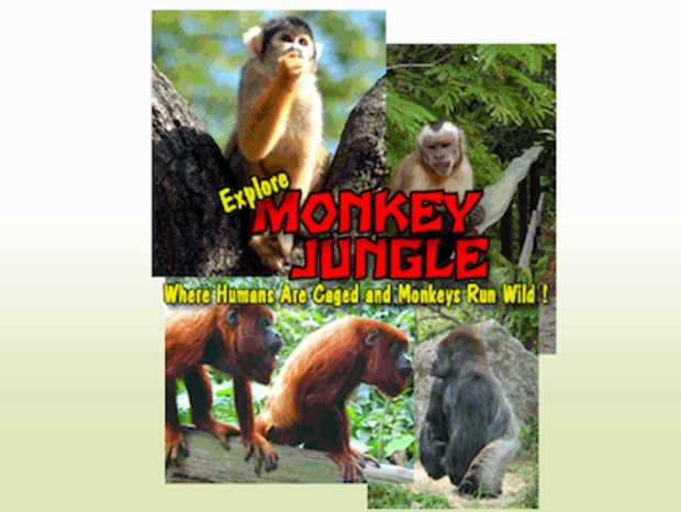monkey jungle 