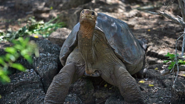 Lonesome George, a Pinta giant tortoise, was the last of his kind. 