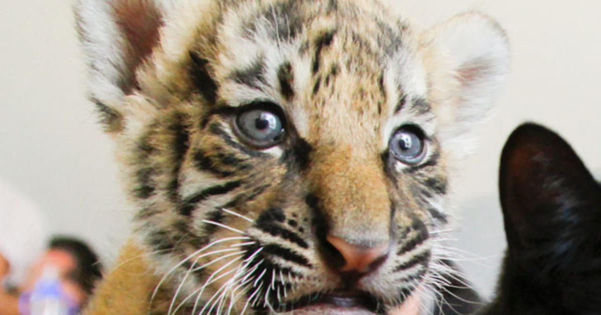 New Jersey Siberian Tiger Helps Save The Species With Extra Cubs