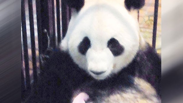 First panda born at Tokyo zoo since 1988 