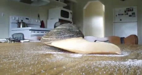 Weird video shows a clam "eating" some salt on a table CBS News