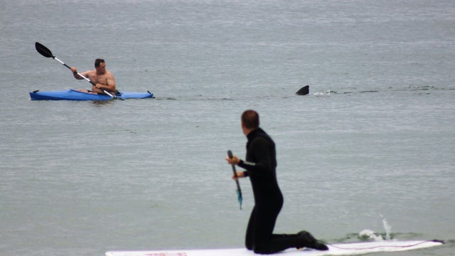 capecod_shark.JPG 