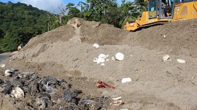 Leatherback turtles crushed by heavy machinery 