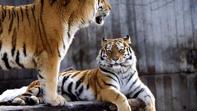 Two tigers rest in Copenhagen's Zoo in 2005. 