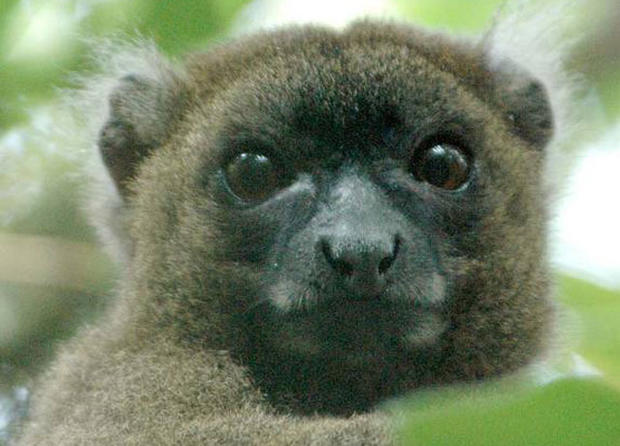 A prosimian primate, lemur in Latin means "ghost." In fact, lemurs' haunting stares and nocturnal activity have led many of the Malagasy people to believe they are ghostlike or spiritlike creatures, according to Duke University Lemur Center. 