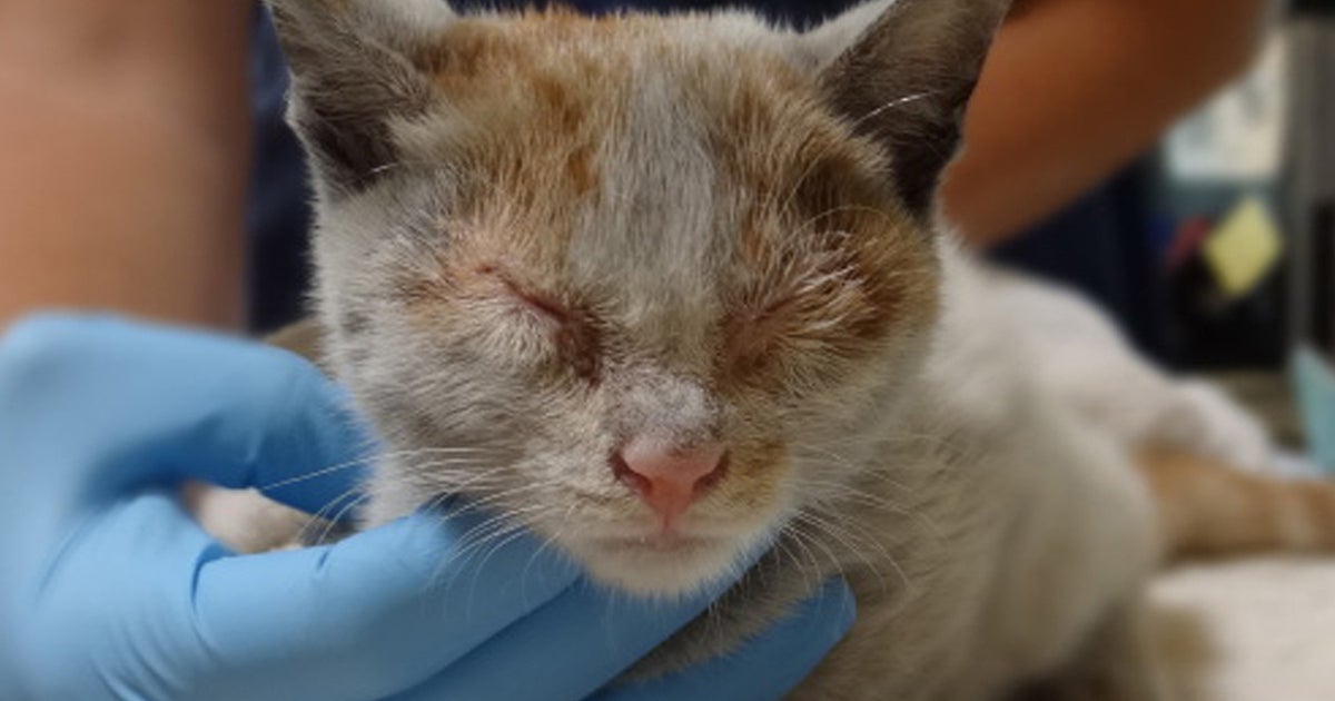 Stowaway kitten survives trip from Shanghai to Los Angeles in shipping