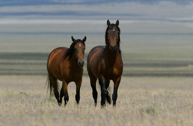 Bureau Of Land Management Rounds Up Wild Horses 
