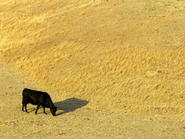 A cow looks for something to eat as it grazes in a dry pasture southwest of Hays, Kansas, July 6, 2012. 