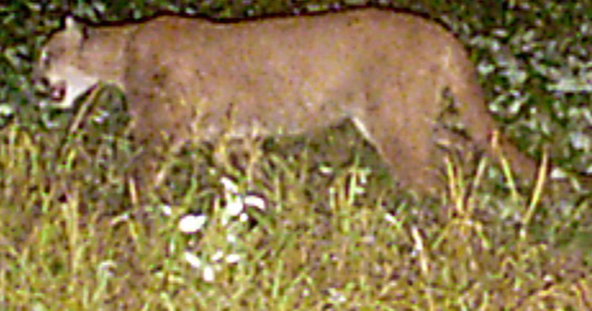 Cougar Sighted In Buffalo County Wis Cbs Minnesota 