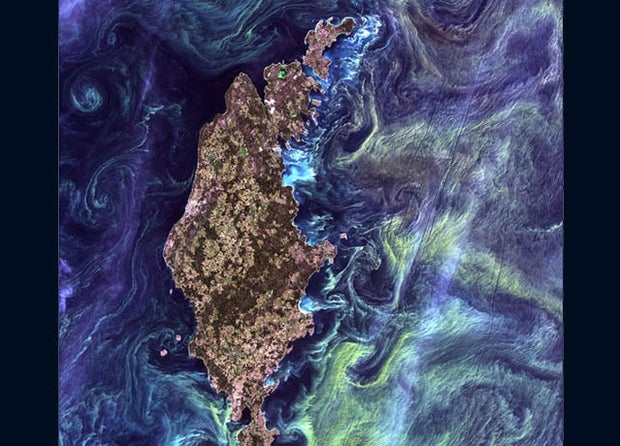 Swirls of yellow streak a deep blue sea around a long island In the style of Van Gogh's painting "Starry Night," massive congregations of greenish phytoplankton swirl in the dark water around Gotland, a Swedish island in the Baltic Sea. 