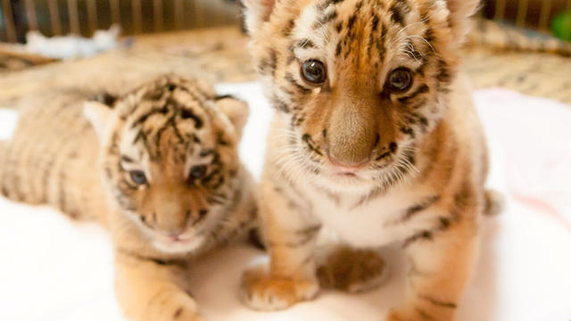 amur-tiger-cubs.jpg 