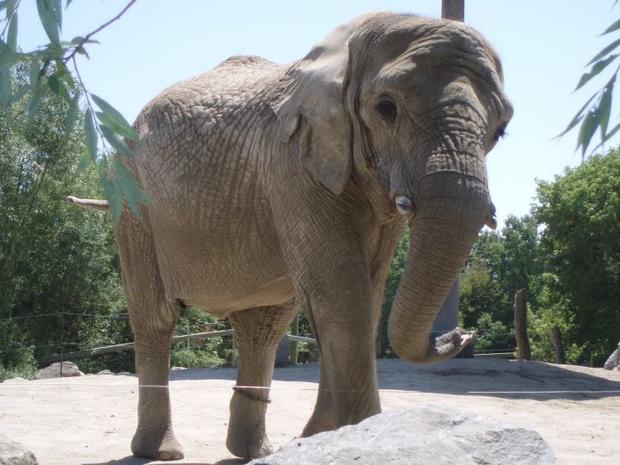 Toronto Zoo Elephant 