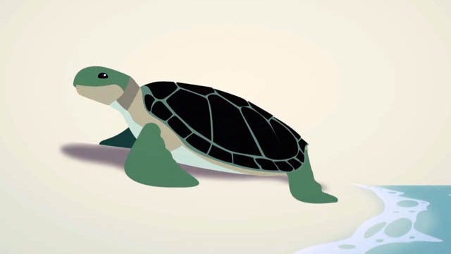 The Survival of the Sea Turtle 