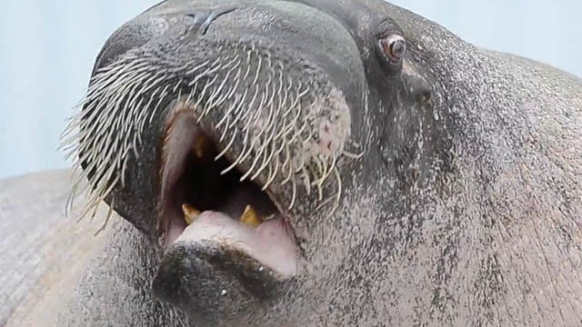 E.T. the Whistlin' Walrus 