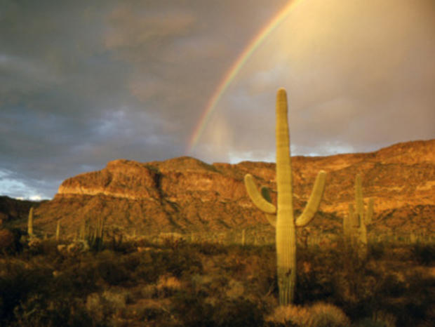 Cactus - Phoenix, AZ 