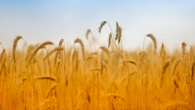 farming-field-of-grain.jpg 