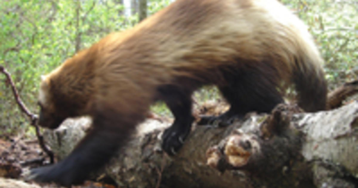 Michigan's 'Lone Wolverine' Is A Traveling Exhibit - CBS Detroit