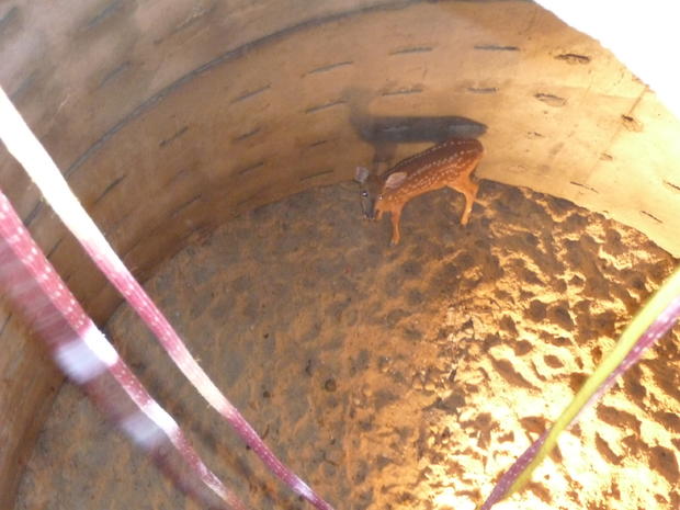 Baby deer in manhole 