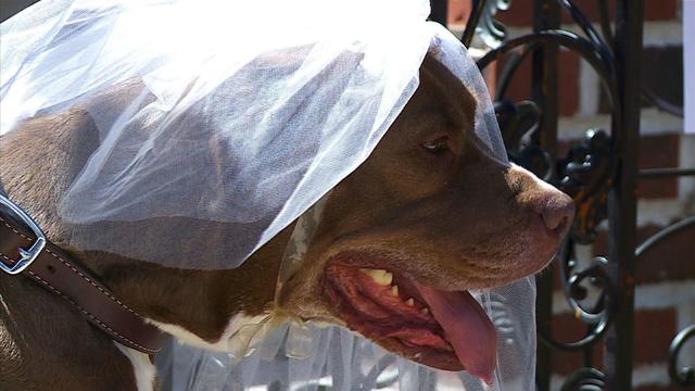 doggie-weddings.jpg 