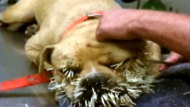 porcupine_dog_808_copy.jpg 