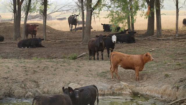 drought, cattle, illinois 