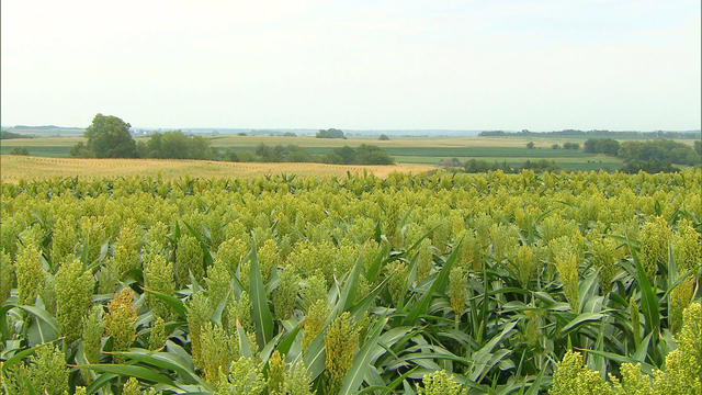 Corn crop alternative thriving in drought weather 