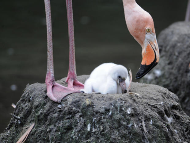 Caribbean Flamingo and Chick 