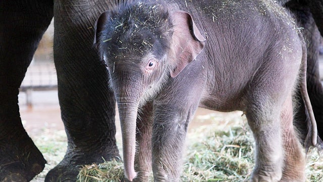 010-BabyElephantZooFront.jpg 