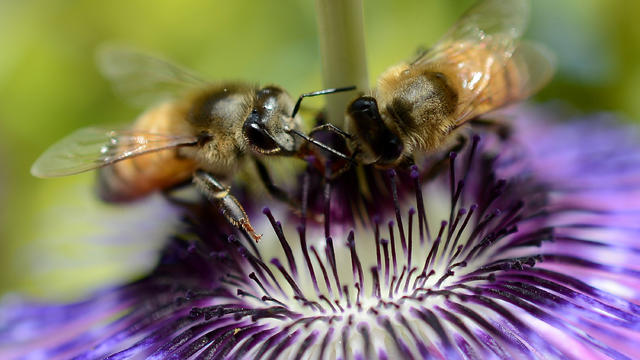bees-on-flower-getty-joe-klamar.jpg 
