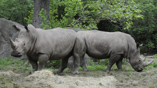 julie-larsen-maher-9329-southern-white-rhinos-zcr-bz-05-07-12.jpg 