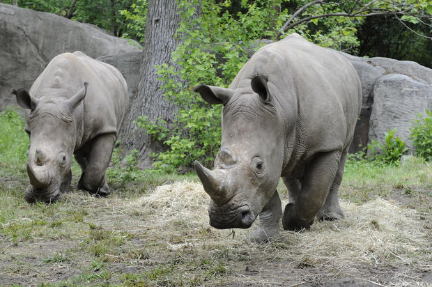 Rhinos At Bronx Zoo 