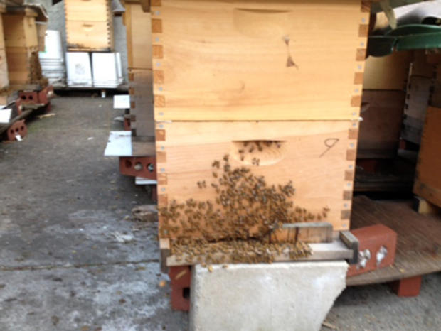 Bees in Corona, Queens  