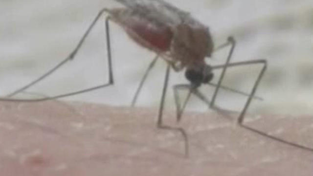 mosquito-0822.jpg 