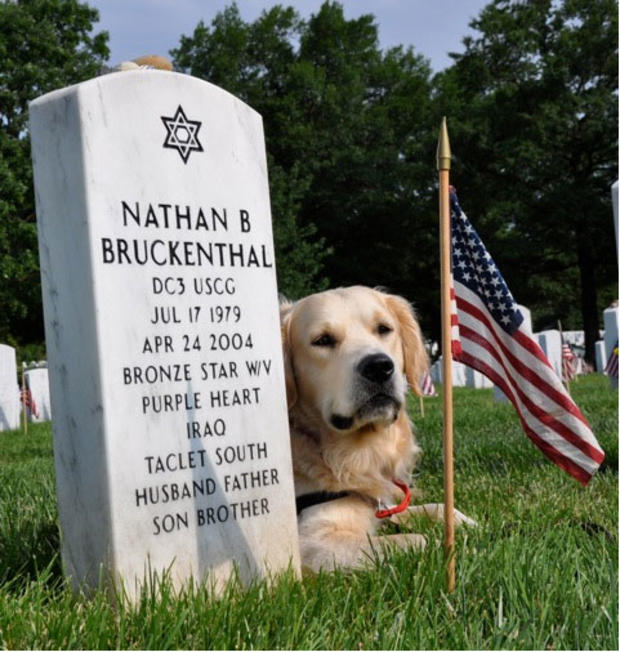 nathan-vmf-service-dog-7.jpg 