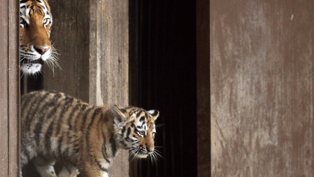 Tigers_138566220.jpg 