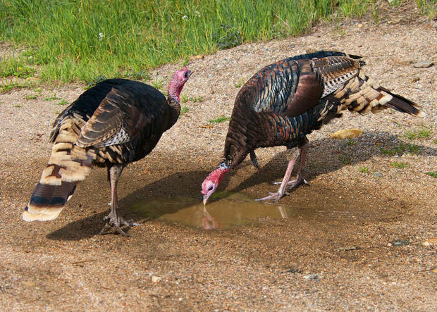 wild-turkeys.jpg 