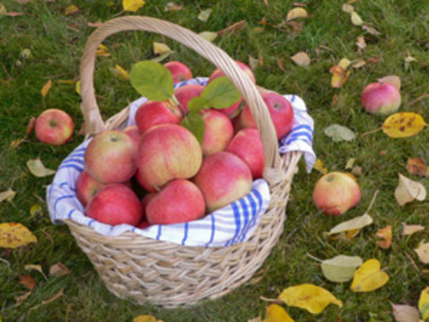 Basket of Apples 