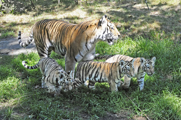 Siberian Tiger Cubs 