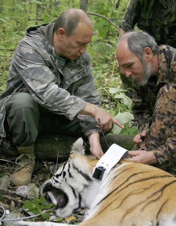 Vladimir Putin assisted by Russian scientist scientist Vyacheslav Razhanov, fixes a GPS-Argos satellite transmitter onto a tiger 