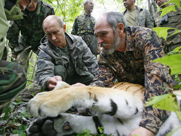 Vladimir Putin assisted by Russian scientist scientist Vyacheslav Razhanov, fixes a GPS-Argos satellite transmitter onto a tiger 