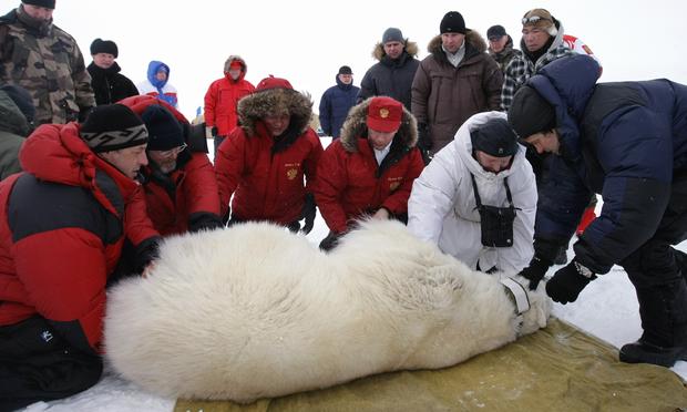 Vladimir Putin and scientists examining a polar bear on the island Alexandra Land 
