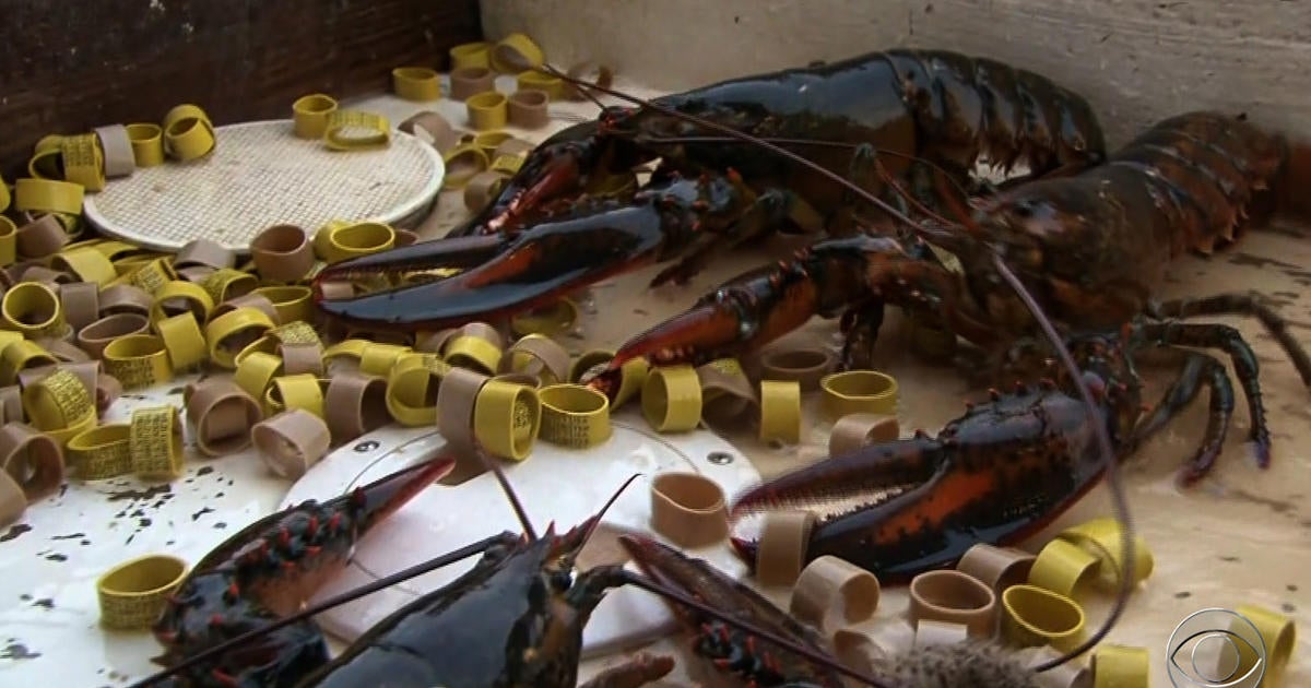 Enterprising New Englander brings jobs back with lobster plant - CBS News