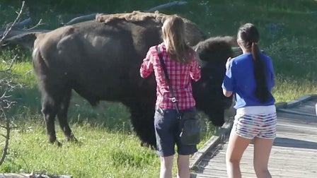 Yellowstone_Bison.jpg 