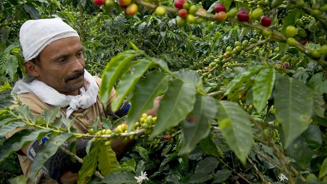 coffee, bean, picker, plant, colombia, generic 