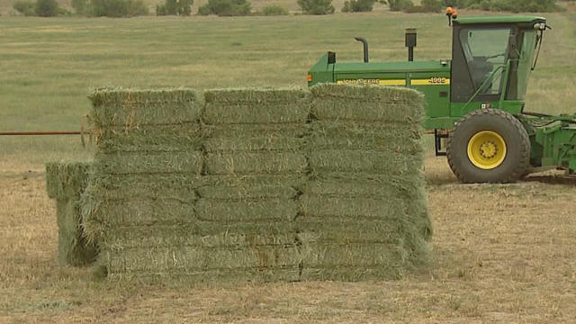 hay-theft.jpg 
