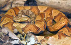 A female copperhead snake (Agkistrodon contortrix) and her offspring born via parthenogenesis, also called virgin birth, described in a study reported Sept. 12, 2012 in the journal Biology Letters. 
