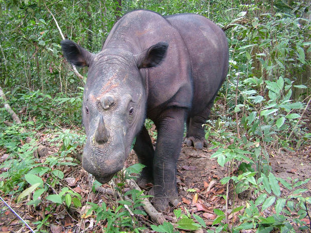 Diceros_sumatrensis_Copyright_Save_the_Rhino_International.jpg 